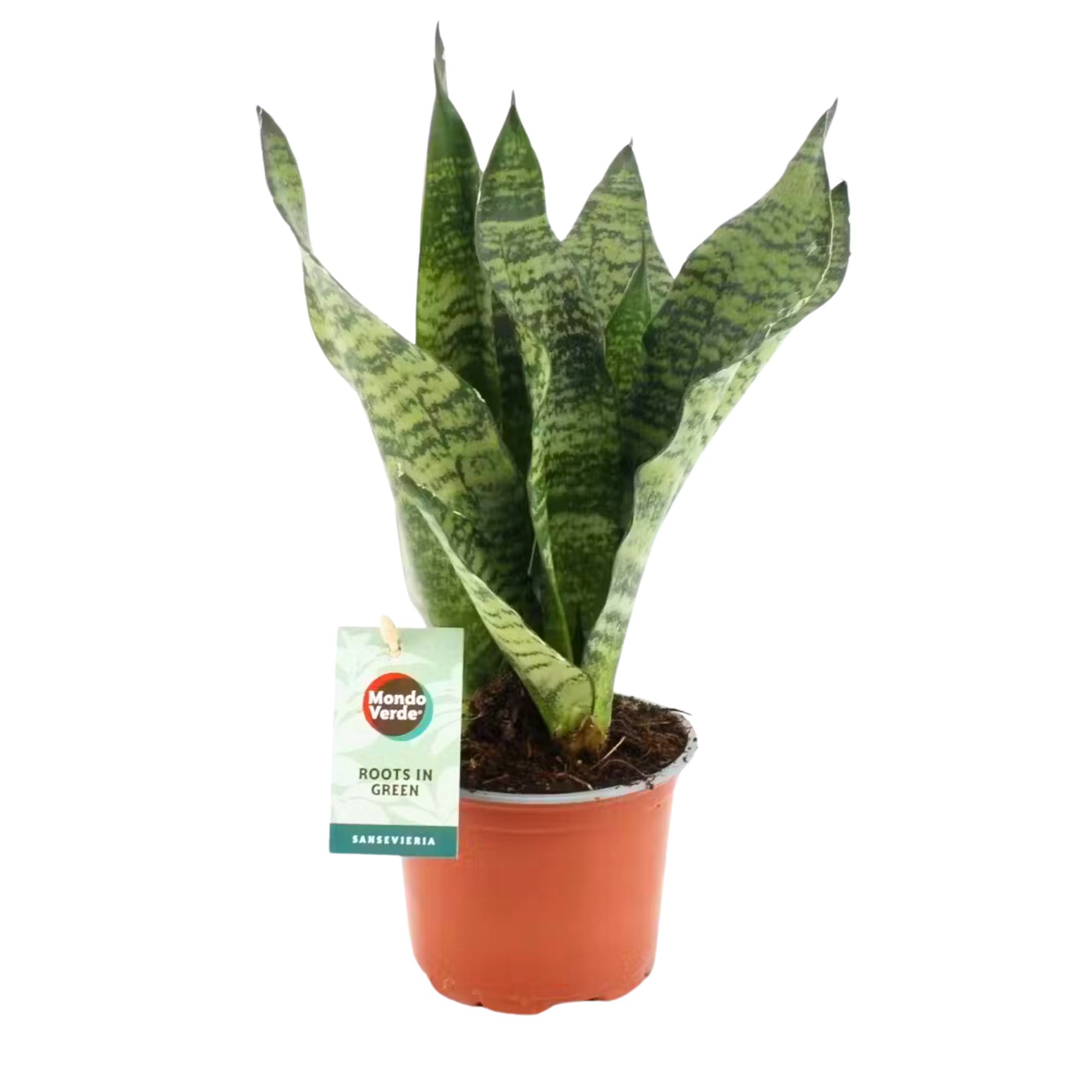 Sansevieria Black Coral